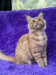 Мейн-Кун котята