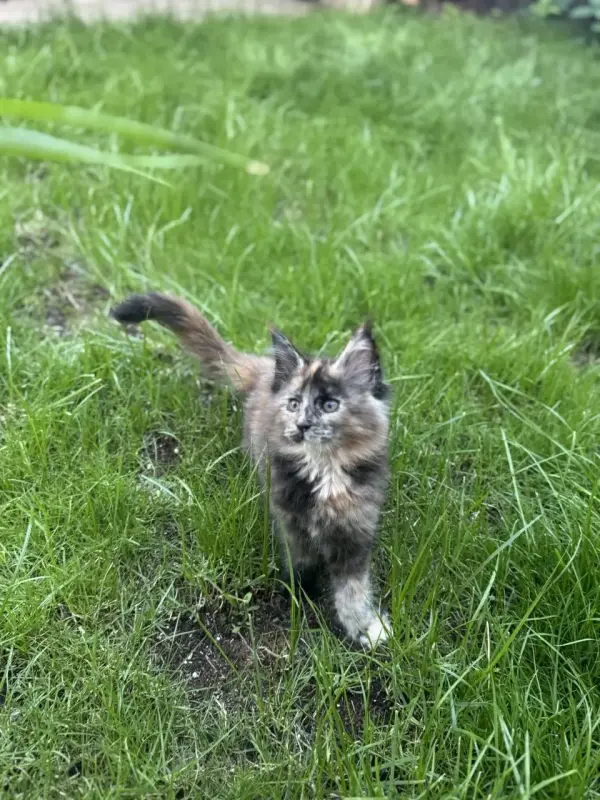 Котенок чистокровный Мейн Кун (девочка)