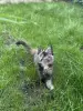 Котенок чистокровный Мейн Кун (девочка)