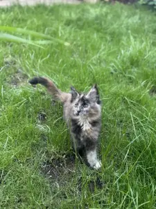 Котенок чистокровный Мейн Кун (девочка)