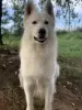 Щенки Белой Швейцарской Овчарки