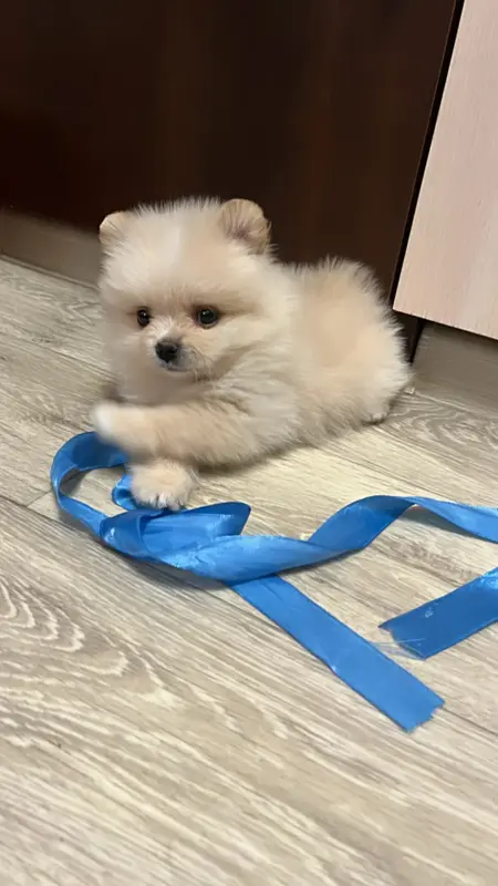 Щенок шпица