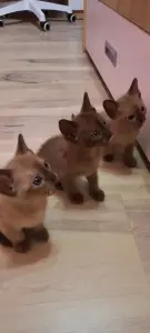 Котята Тонкинеза