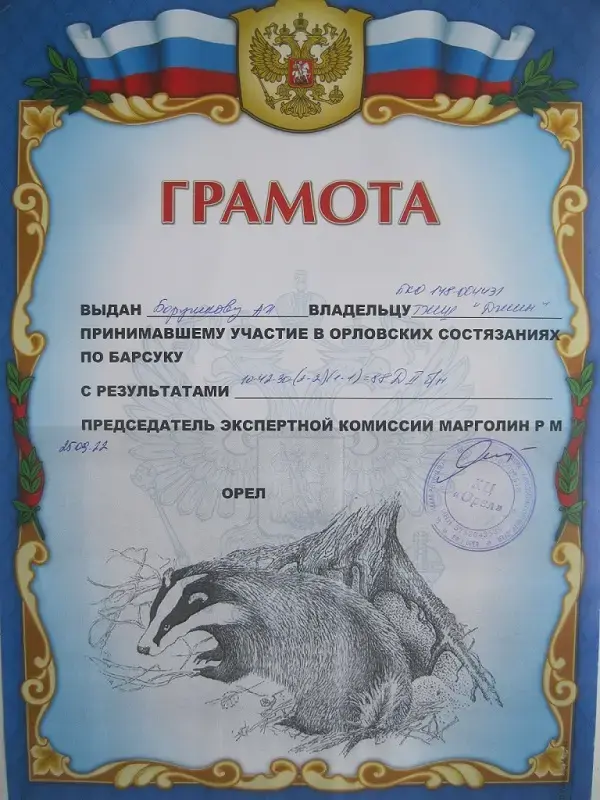 Щенки жесткошерстной таксы