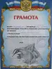 Щенки жесткошерстной таксы