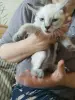 Отдам в добрые руки.