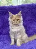 Мейн-Кун котята