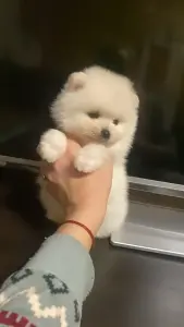 Щенок шпица