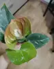 Антуриум зелёно-красный 6 ростков