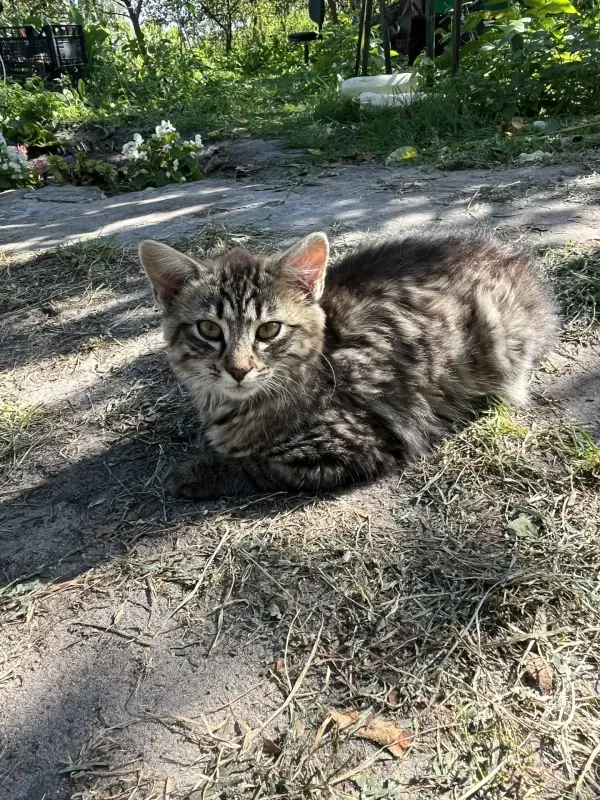 котенок в дар