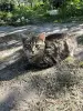 котенок в дар