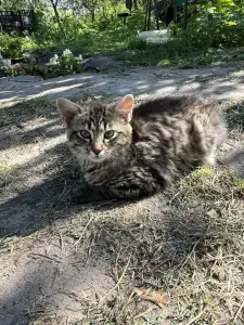 котенок в дар
