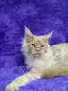 Мейн-Кун котята