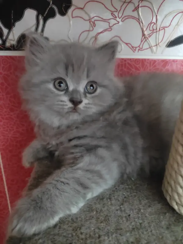 Элитный британский котенок