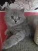 Элитный британский котенок