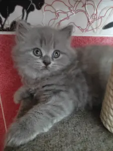 Элитный британский котенок