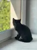 Котята в дар