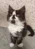 Котята в добрые руки!