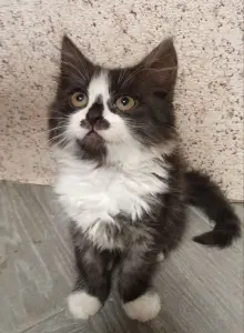 Котята в добрые руки!