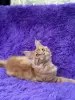 Мейн-Кун котята