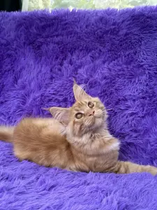 Мейн-Кун котята