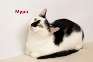Чудесные кошечки-сестрички Малышка и Мура в дар
