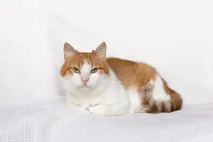 Рыжий котик Сеня срочно ищет дом