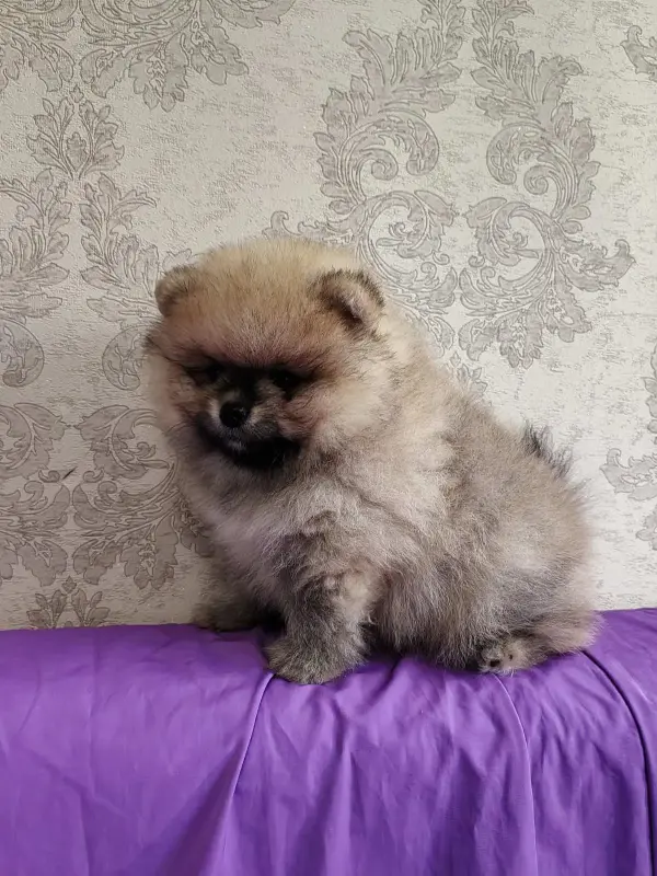 Мальчик померанского шпица