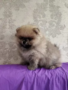 Мальчик померанского шпица