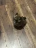 Щенки шпица