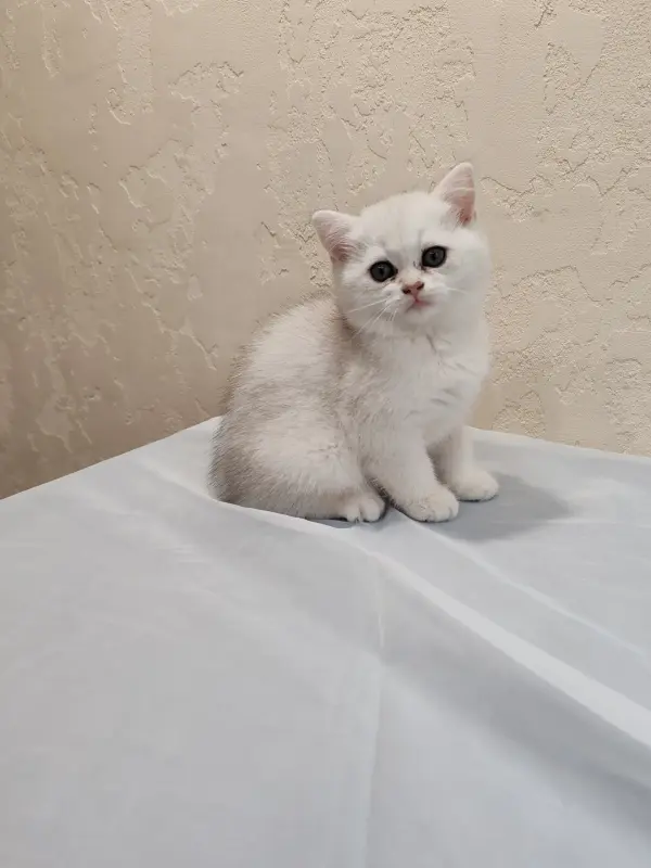 Шотландский котенок