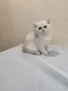 Шотландский котенок