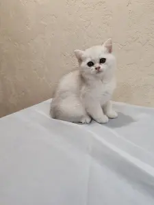 Шотландский котенок