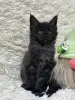 Мейн-Кун котята