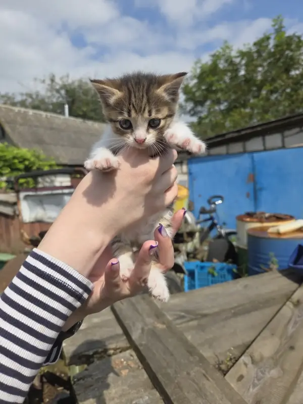 Котенок в добрые руки