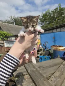Котенок в добрые руки
