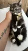 В дар нежная красивая котёнок-девочка