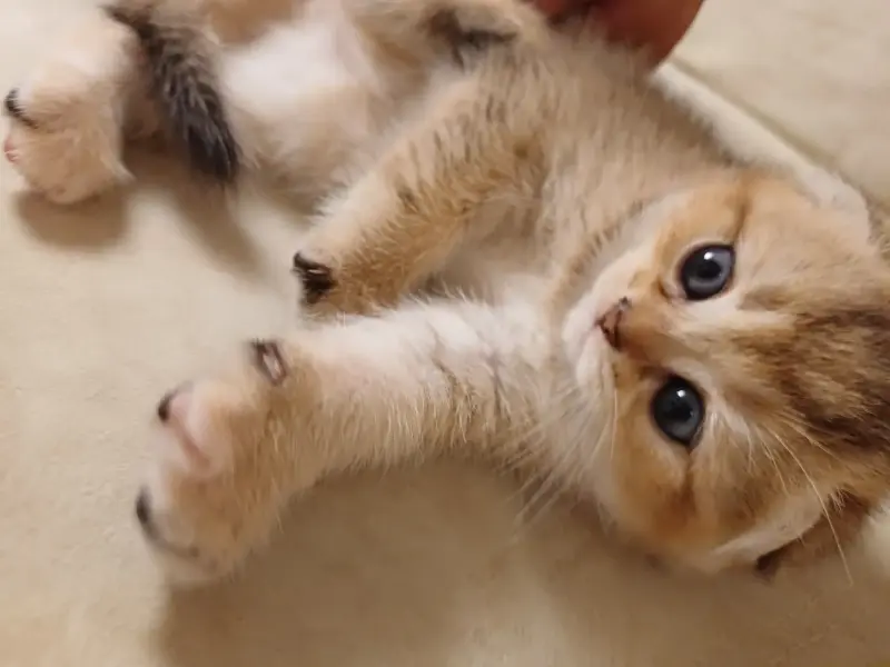 Котёнок золотая шиншилла.