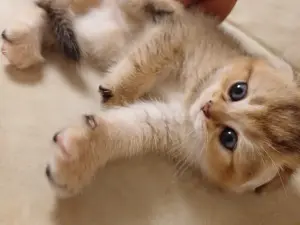 Котёнок золотая шиншилла.