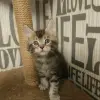 Кошечка мейн-кун