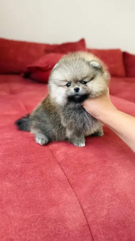 Померанский шпиц