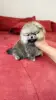 Померанский шпиц