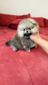Померанский шпиц