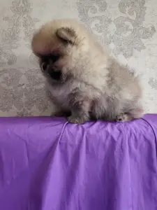 Мальчик померанского шпица