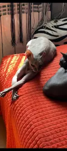 Кошечка два года