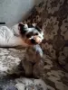 Щенки Йоркширского терьера бронь