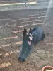 Вязка с немецкой овчаркой