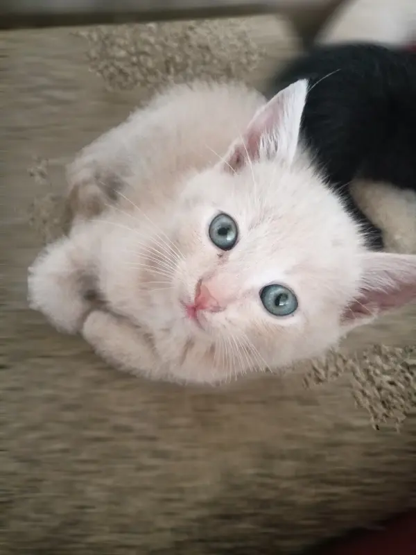 Котята