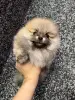 Шпиц, померанский шпиц