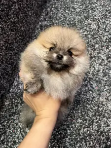 Шпиц, померанский шпиц